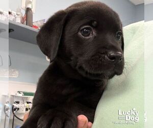 Labrador Retriever-Unknown Mix Dogs for adoption in Washington, DC, USA