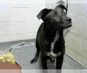 Labrador Retriever Dogs for adoption in Atlanta, GA, USA