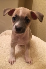 Chihuahua Dogs for adoption in Phoenix , AZ, USA