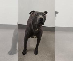 Mutt Dogs for adoption in HESPERIA, CA, USA