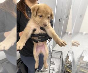 Labrador Retriever Dogs for adoption in Pasadena, TX, USA