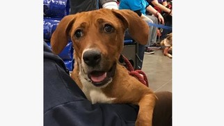 Small Coonhound Mix