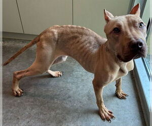 American Staffordshire Terrier-Unknown Mix Dogs for adoption in Tavares, FL, USA