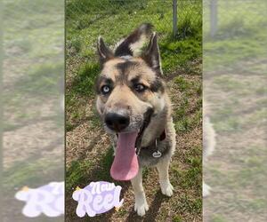German Shepherd Dog Dogs for adoption in Forestville, MD, USA