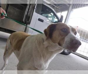 Labrador Retriever-Unknown Mix Dogs for adoption in Texas City, TX, USA