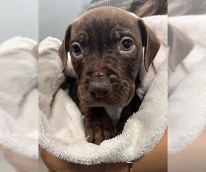 American Pit Bull Terrier Dogs for adoption in San Martin, CA, USA