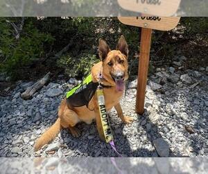German Shepherd Dog-Unknown Mix Dogs for adoption in Las Vegas, NV, USA