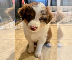 Australian Shepherd-Unknown Mix Dogs for adoption in Des Moines, IA, USA
