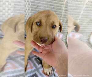 Sheprador Dogs for adoption in Scottsboro, AL, USA