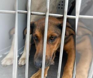 Australian Shepherd Dogs for adoption in Stockton, CA, USA