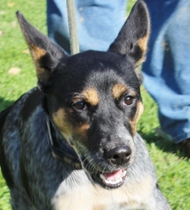 Mutt Dogs for adoption in Hillsdale, IN, USA
