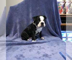 Boston Terrier Dogs for adoption in Cumming, GA, USA