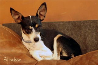 Rat-Cha Dogs for adoption in Cottonwood, AZ, USA