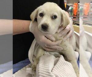 Mutt Dogs for adoption in Riverside, CA, USA