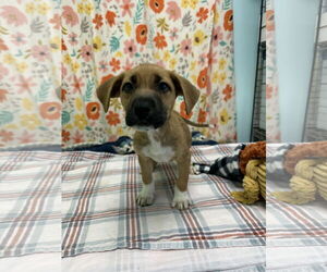 American Staffordshire Terrier-Australian Shepherd Mix Dogs for adoption in Chico, CA, USA