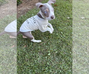American Pit Bull Terrier Dogs for adoption in Mount Pleasant, SC, USA