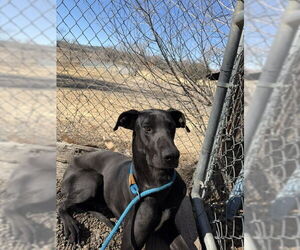 Great Dane-Unknown Mix Dogs for adoption in Las Vegas, NM, USA