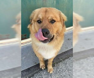 Golden Retriever-Unknown Mix Dogs for adoption in Ventura, CA, USA