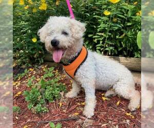 Bichon Frise Dogs for adoption in Madison, WI, USA