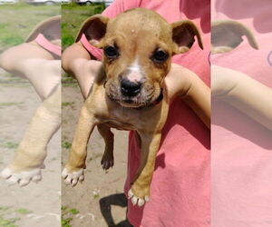 Bullboxer Pit Dogs for adoption in Sanford, FL, USA