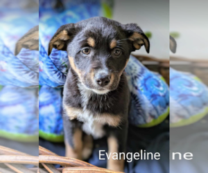 Australian Shepherd-Unknown Mix Dogs for adoption in Fresno, CA, USA