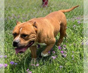 American Pit Bull Terrier Dogs for adoption in Augusta, GA, USA