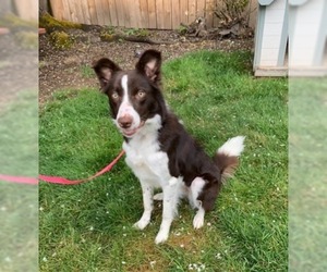 Border Collie Dogs for adoption in Battle Ground, WA, USA