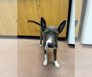 Mutt Dogs for adoption in Ogden, UT, USA