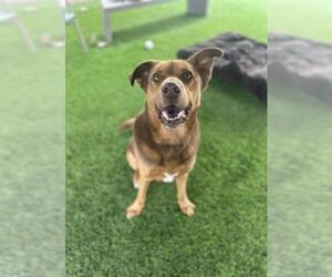 Labrador Retriever-Unknown Mix Dogs for adoption in Chula Vista, CA, USA