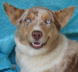 Alaskan Husky-Australian Shepherd Mix Dogs for adoption in Cuba, NY, USA
