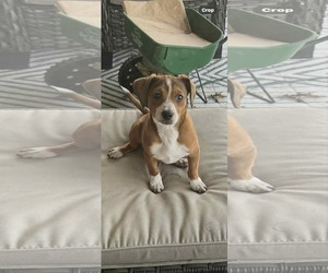 Beagle-Unknown Mix Dogs for adoption in Fenton, MO, USA