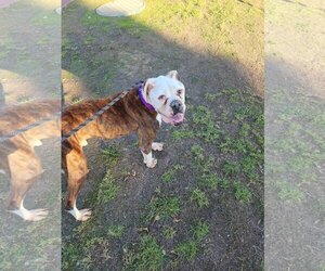 American Bulldog Dogs for adoption in Costa Mesa , CA, USA