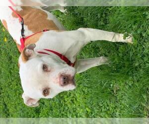 American Bulldog Dogs for adoption in Greenbelt, MD, USA