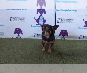 Chihuahua Dogs for adoption in Orlando, FL, USA