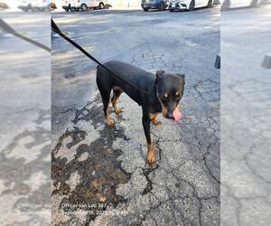 Rottweiler-Unknown Mix Dogs for adoption in San Antonio, TX, USA