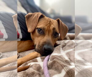 Doxle Dogs for adoption in Rockaway, NJ, USA