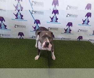 American Pit Bull Terrier-Unknown Mix Dogs for adoption in Orlando, FL, USA