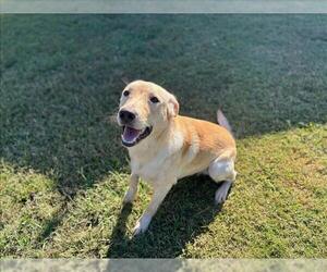 Labrador Retriever-Unknown Mix Dogs for adoption in Grovetown, GA, USA