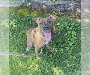 Medium Photo #1 Plott Hound Puppy For Sale in Louisville, KY, USA