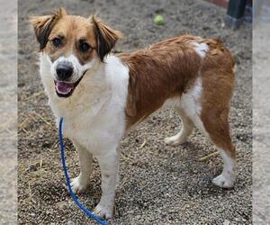 --Australian Shepherd Mix Dogs for adoption in Frisco, CO, USA