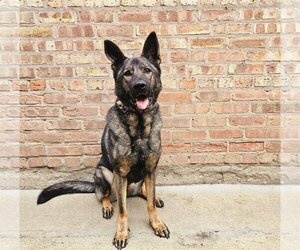 German Shepherd Dog Dogs for adoption in Chicago, IL, USA