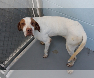 Pointer Dogs for adoption in Hilton Head, SC, USA