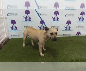American Pit Bull Terrier Dogs for adoption in Orlando, FL, USA
