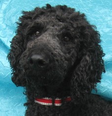Poodle (Standard) Dogs for adoption in Cuba, NY, USA