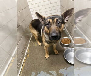 German Shepherd Dog Dogs for adoption in Stockton, CA, USA