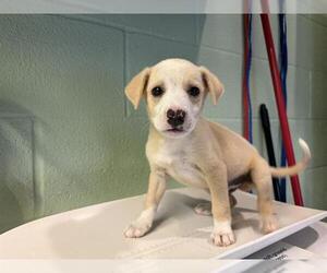 Labrador Retriever-Unknown Mix Dogs for adoption in Grand Prairie, TX, USA