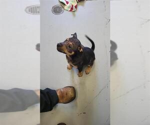 Rottweiler-Unknown Mix Dogs for adoption in Corpus Christi, TX, USA