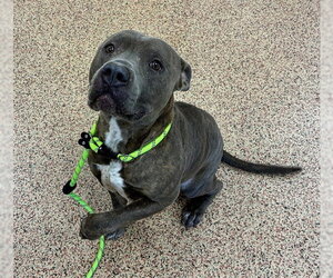 Mutt Dogs for adoption in Springfield, MA, USA
