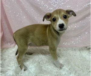 - Mix Dogs for adoption in Clarkesville, GA, USA