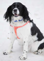 English Springer Spaniel Dogs for adoption in Anchorage, AK, USA